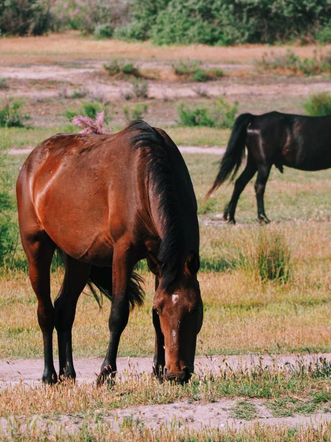 Casa De Vacanta Rodica Sulina Zewnętrze zdjęcie